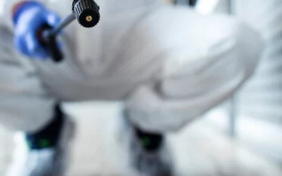 Les premiers signes d’une infestation d’insectes dans une maison ou un local à Lyon