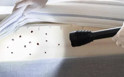 Quels sont les insectes les plus courants nécessitant une désinsectisation à Lyon ?