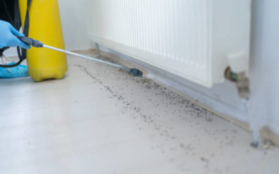 Quelles sont les méthodes écologiques de dératisation utilisées à Lyon ?