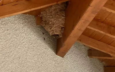 Comment prévenir une infestation d’insectes dans votre domicile à Lyon ?