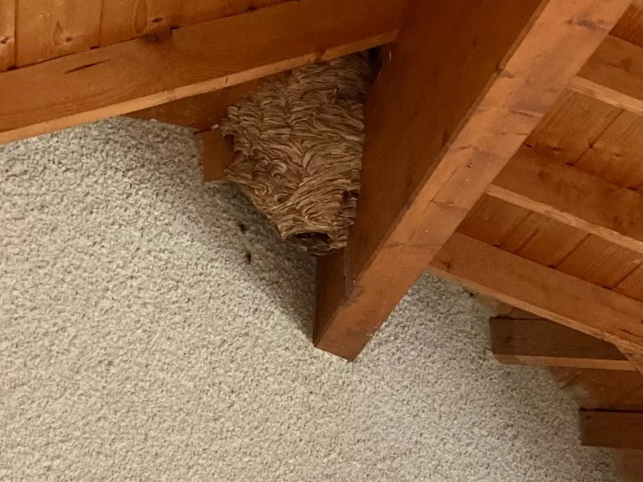 Comment prévenir une infestation d’insectes dans votre domicile à Lyon ?