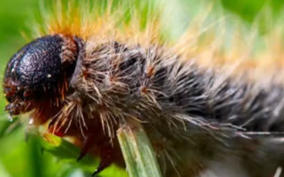 Désinsectisation à Lyon 69 : Quels sont les signes d’une infestation d’insectes dans un logement à Lyon ?
