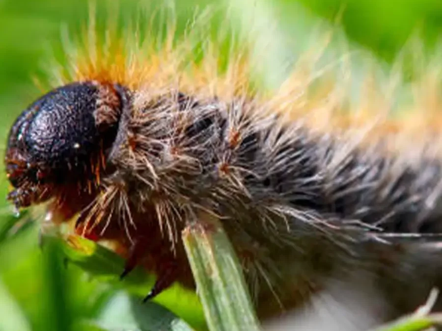 Désinsectisation à Lyon 69 : Quels sont les signes d’une infestation d’insectes dans un logement à Lyon ?