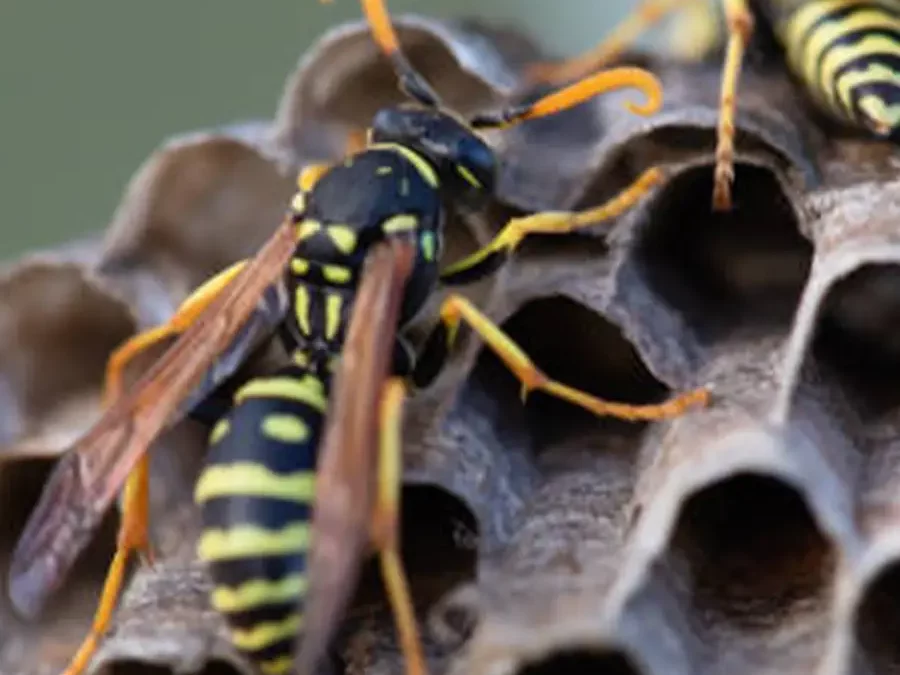 Comment savoir si j’ai un nid de guêpes et frelons à Lyon dans mon jardin ou ma toiture ?