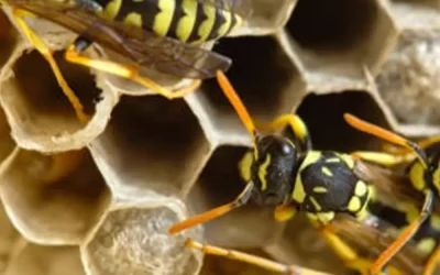 Combien coûte une désinsectisation à Lyon 69 selon le type d’infestation ?