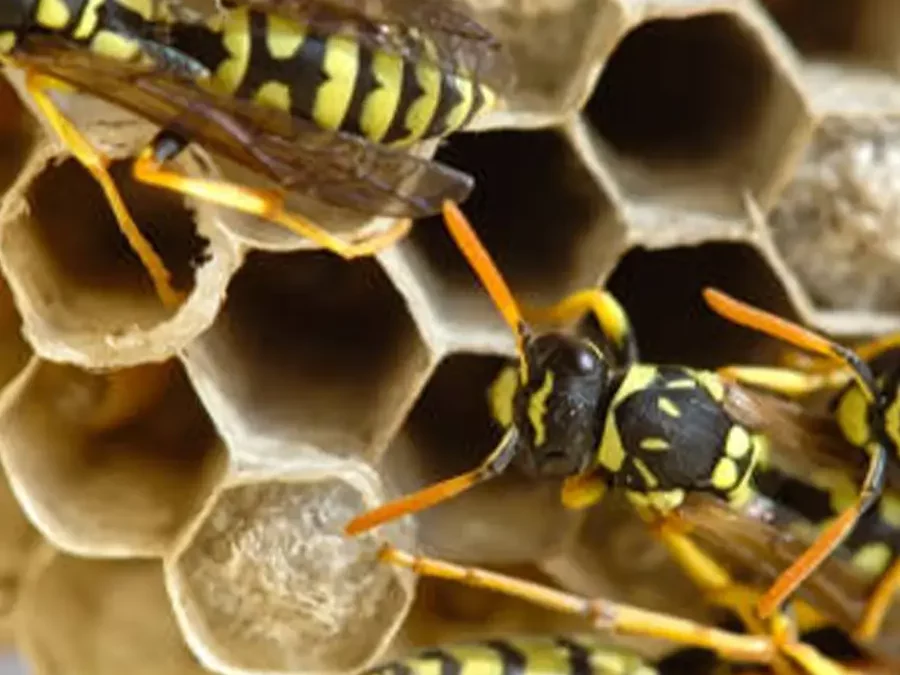 Combien coûte une désinsectisation à Lyon 69 selon le type d’infestation ?
