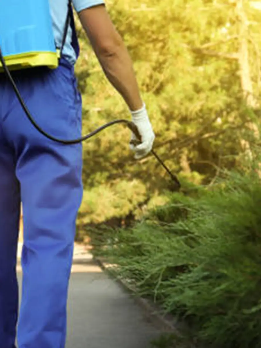 chenilles processionnaires a Lyon 11