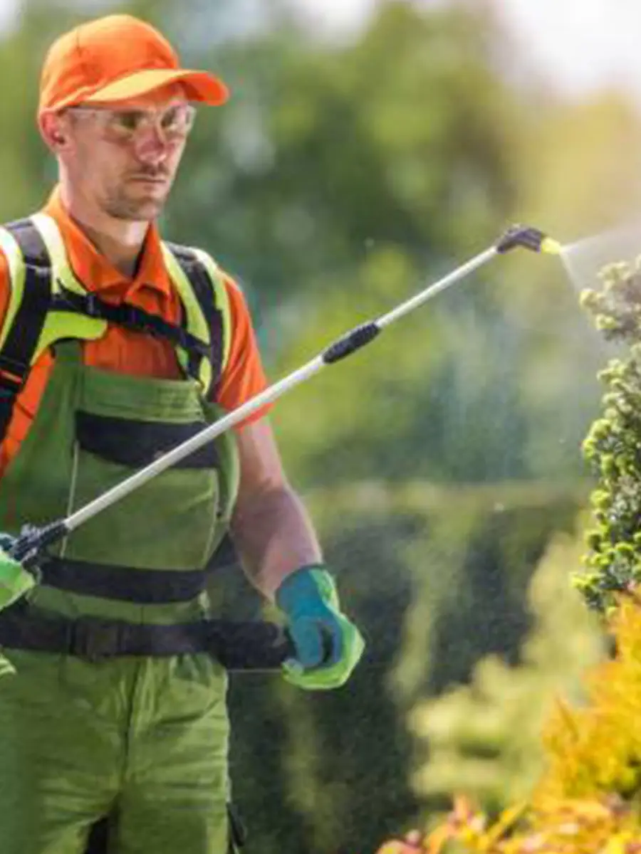 chenilles processionnaires a Lyon 3