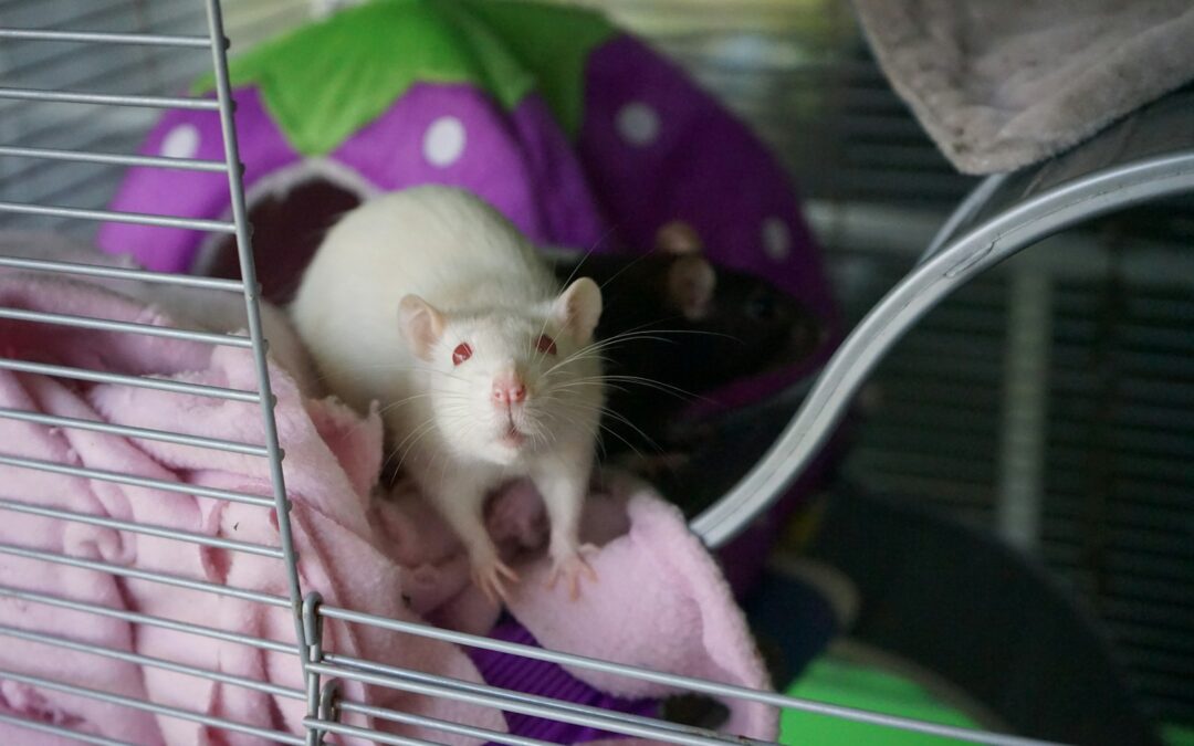 Dératisation à Lyon : Comment prévenir une infestation de rats dans son logement à Lyon ?