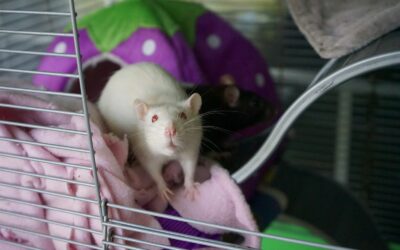 Dératisation à Lyon : Comment prévenir une infestation de rats dans son logement à Lyon ?