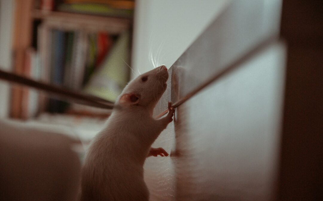 Dératisation à Lyon. : Quels sont les signes d’une infestation de rats à Lyon ?
