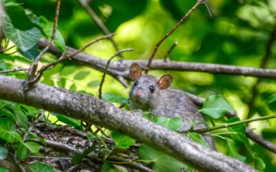 Dératisation à Charbonnières-les-Bains (69) : les signes d’une infestation ?